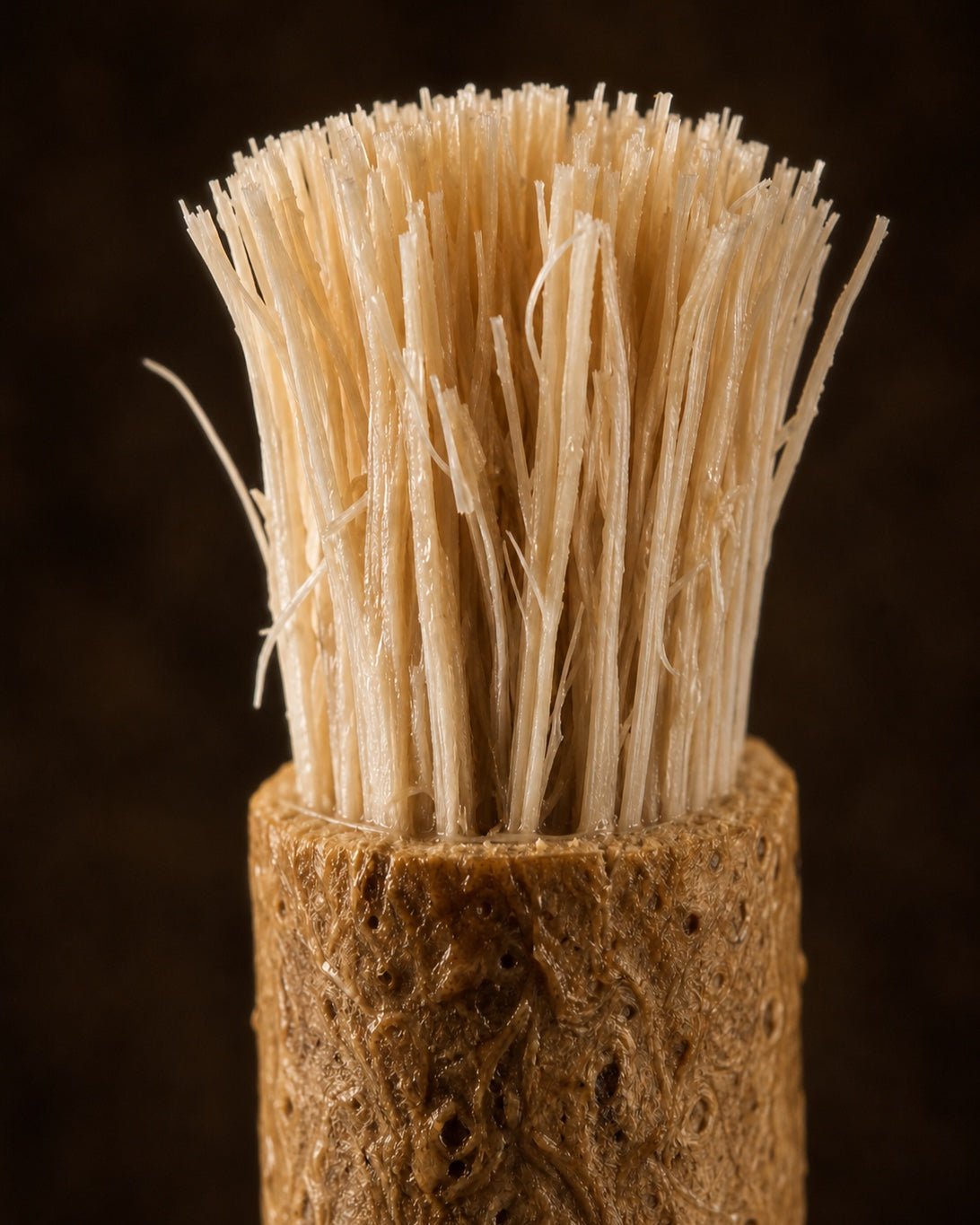 Close-up of the soft natural fibers at the tip of a miswak stick